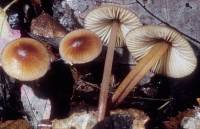 Mycena atkinsoniana image