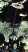 Mycena sanguinolenta image