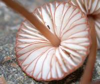 Mycena californiensis image