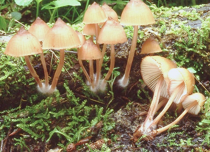 Mycena haematopus var. cuspidata image