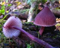 Mycena haematopus image