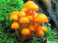 Mycena leaiana image