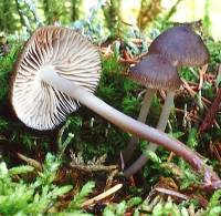 Mycena maculata image