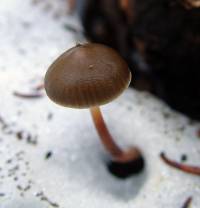 Mycena nivicola image