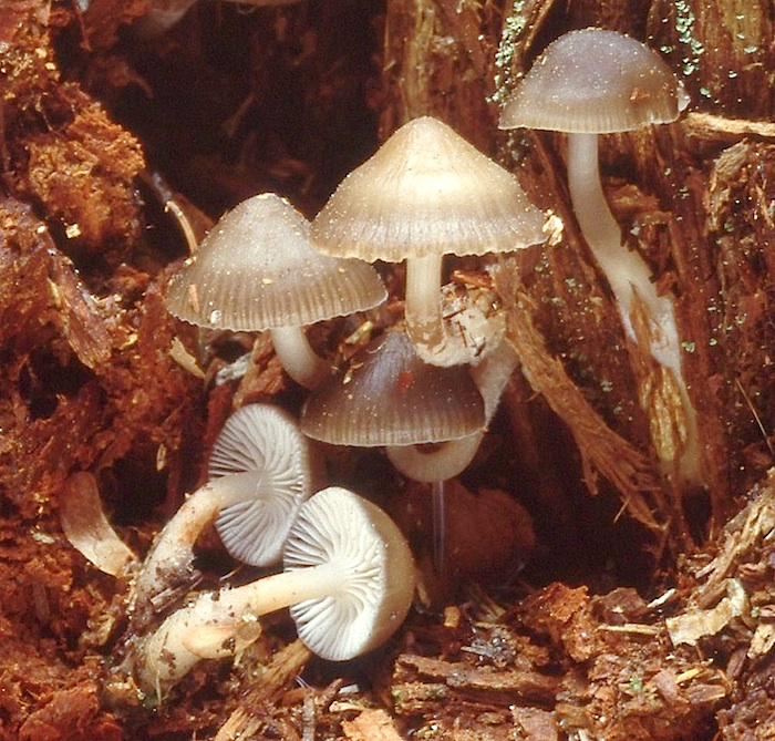 Mycena image