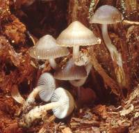 Image of Mycena overholtsii