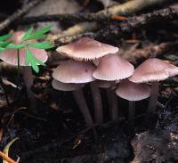 Mycena pura image