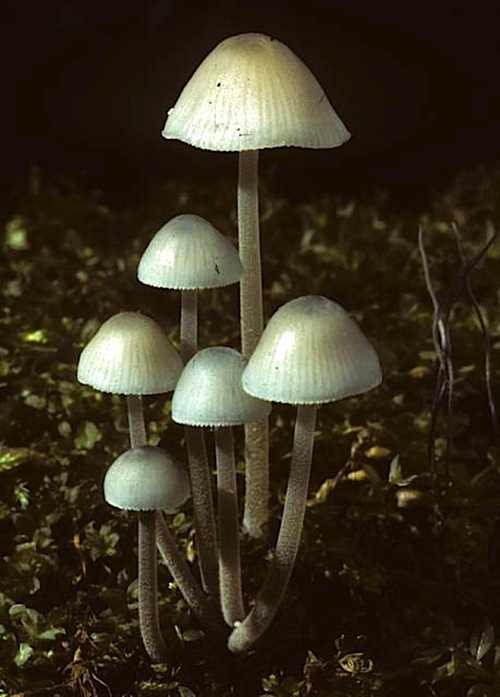 Mycena image