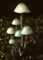 Mycena subcaerulea image