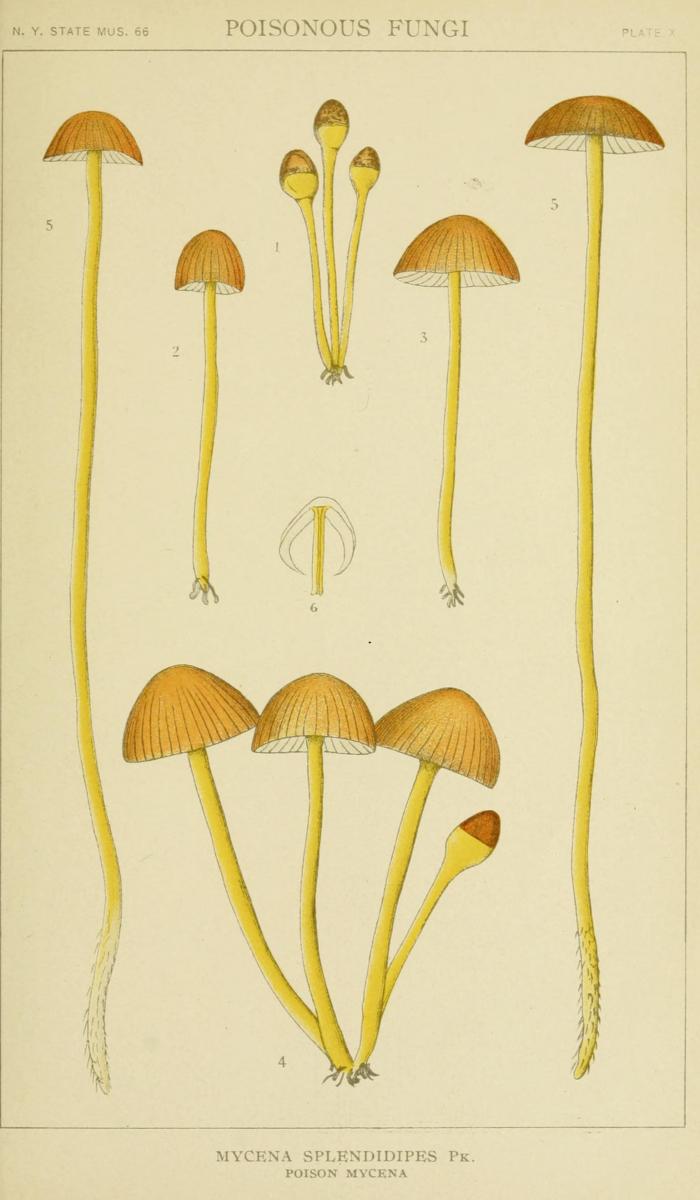 Mycena image