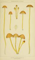 Mycena epipterygia image