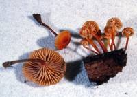 Xeromphalina campanella image