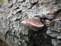 Fomitopsis rosea image