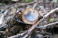 Humaria hemisphaerica image