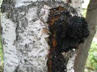Inonotus obliquus image