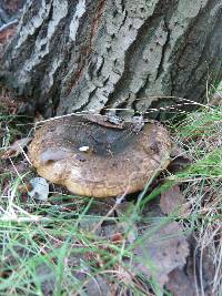 Lactarius turpis image