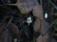 Marasmius epiphyllus image