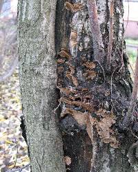 Phellinus conchatus image