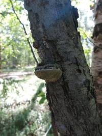 Phellinus igniarius image