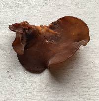 Auricularia angiospermarum image