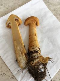 Phaeolepiota aurea image