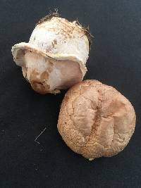 Agaricus crocodilinus image