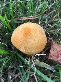 Phaeolepiota aurea image