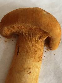 Phaeolepiota aurea image