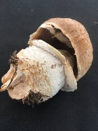 Agaricus crocodilinus image