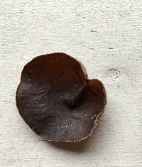 Auricularia polytricha image