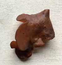 Auricularia angiospermarum image