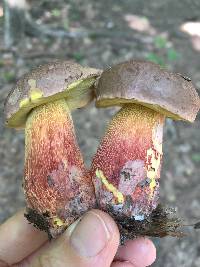 Boletus billieae image