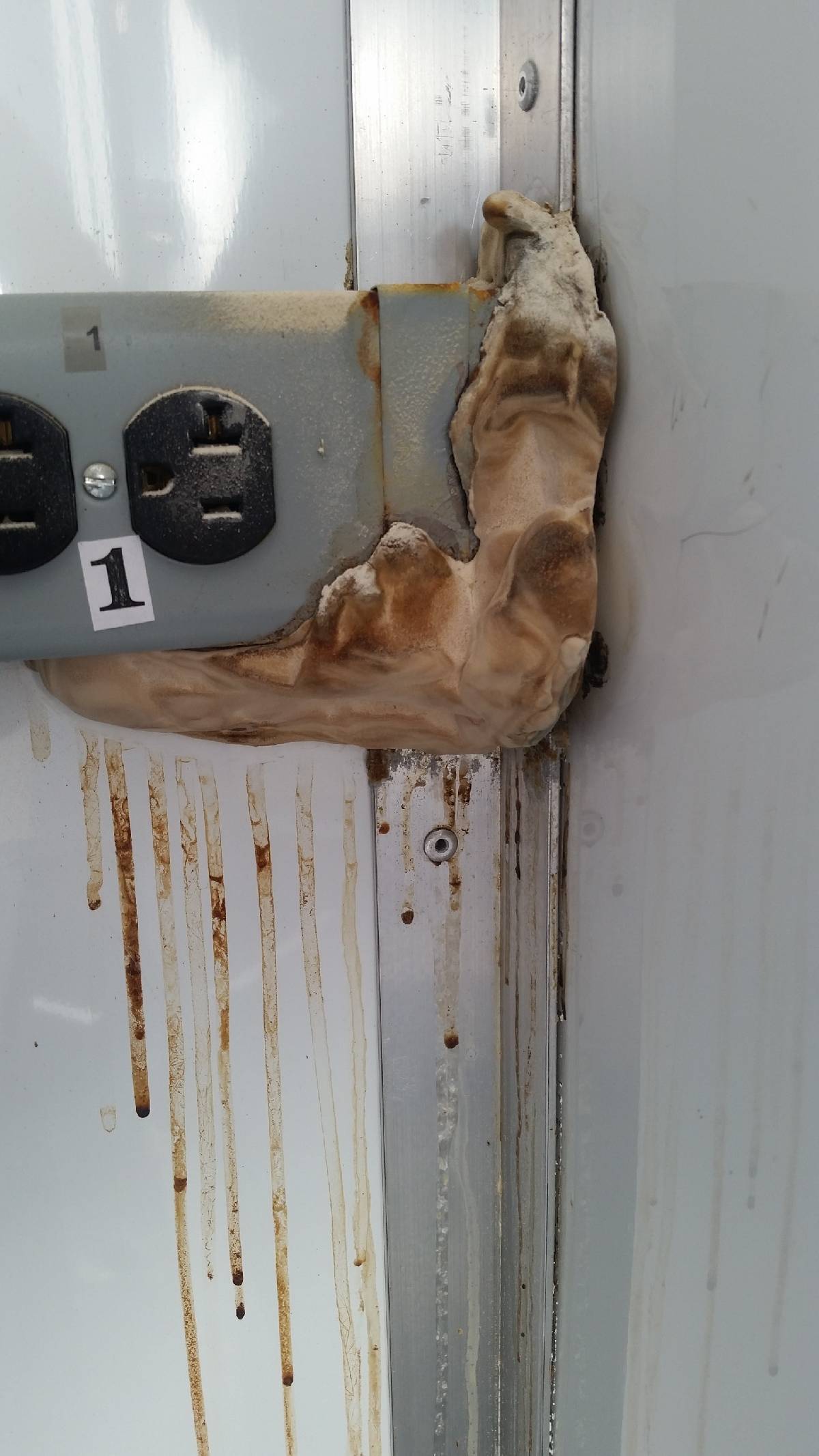 Fomitopsis palustris image