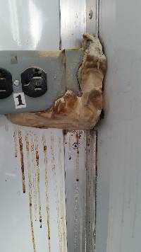 Fomitopsis palustris image