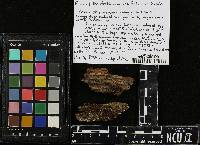Xeromphalina kauffmanii image