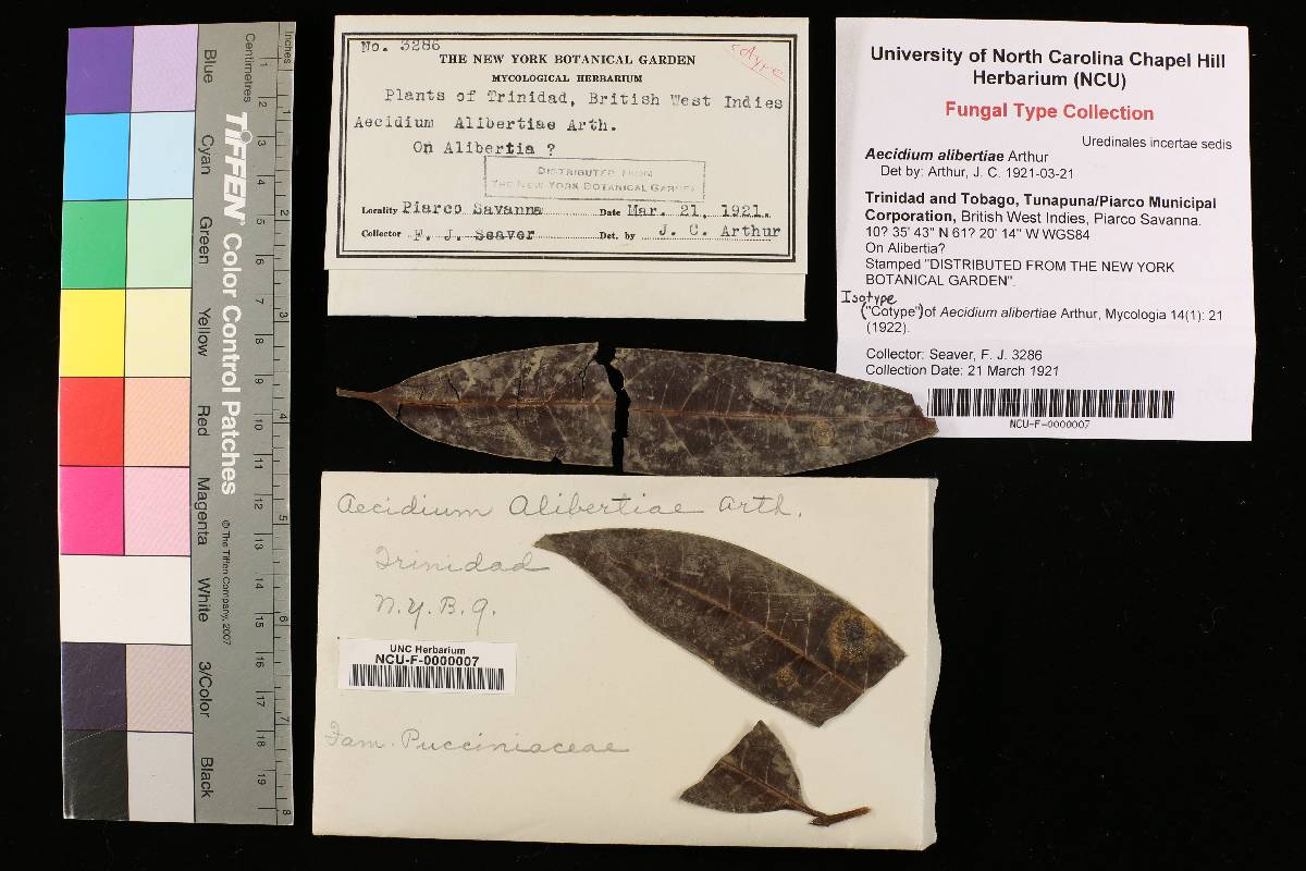 Aecidium alibertiae image