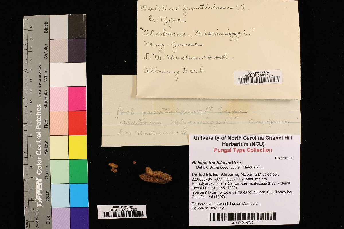 Boletus frustulosus image