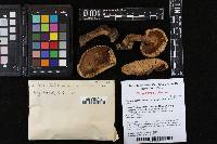 Boletus satanas image