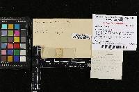 Ramaria rubella image