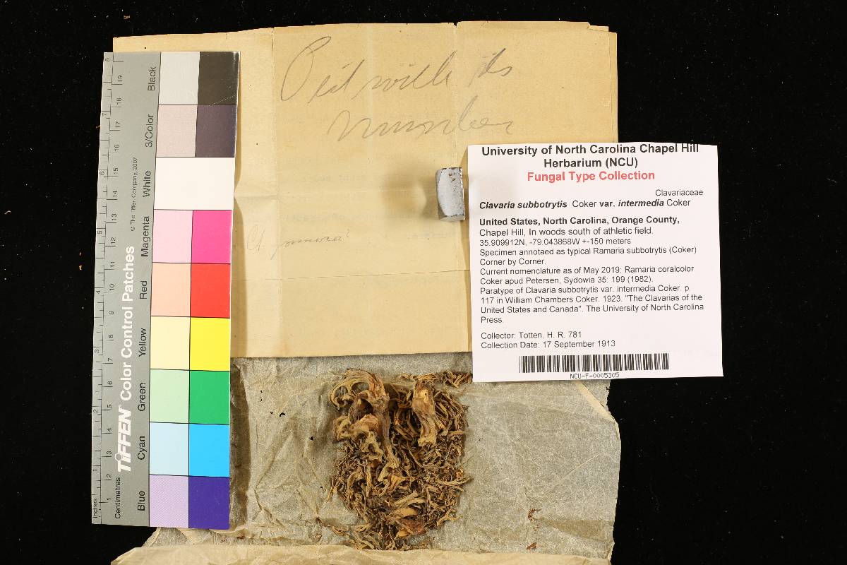 Clavaria subbotrytis var. intermedia image