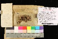 Clavaria subbotrytis var. intermedia image