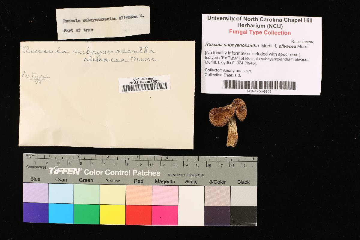Russula subcyanoxantha f. olivacea image