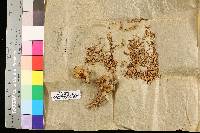 Clavaria aurea var. australis image