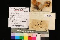Lactarius aspideoides image