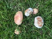 Hortiboletus campestris image