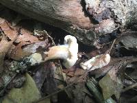 Lactarius subvernalis image