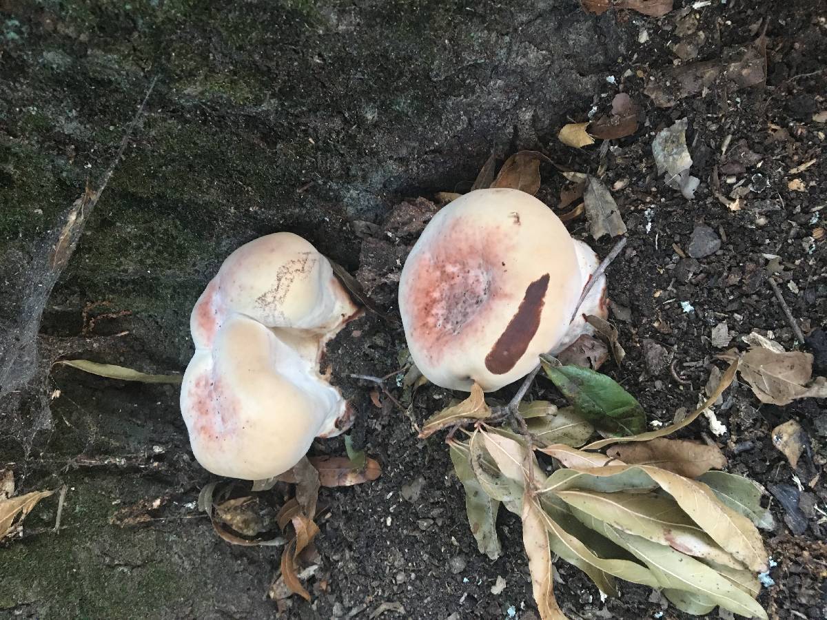 Laetiporus persicinus image