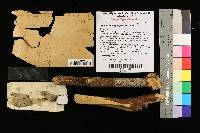 Septobasidium papyraceum image