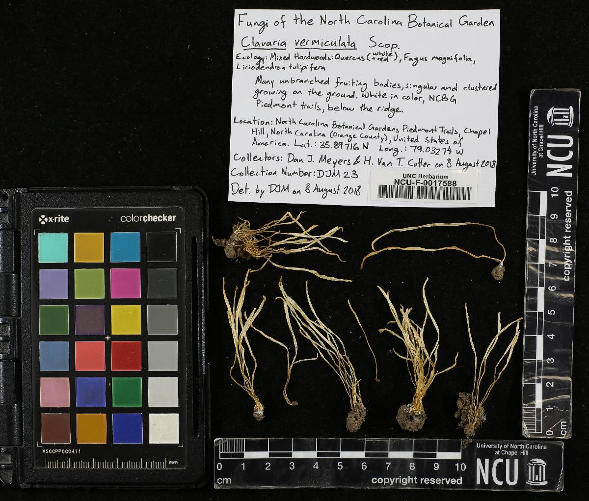 Clavaria vermiculata image