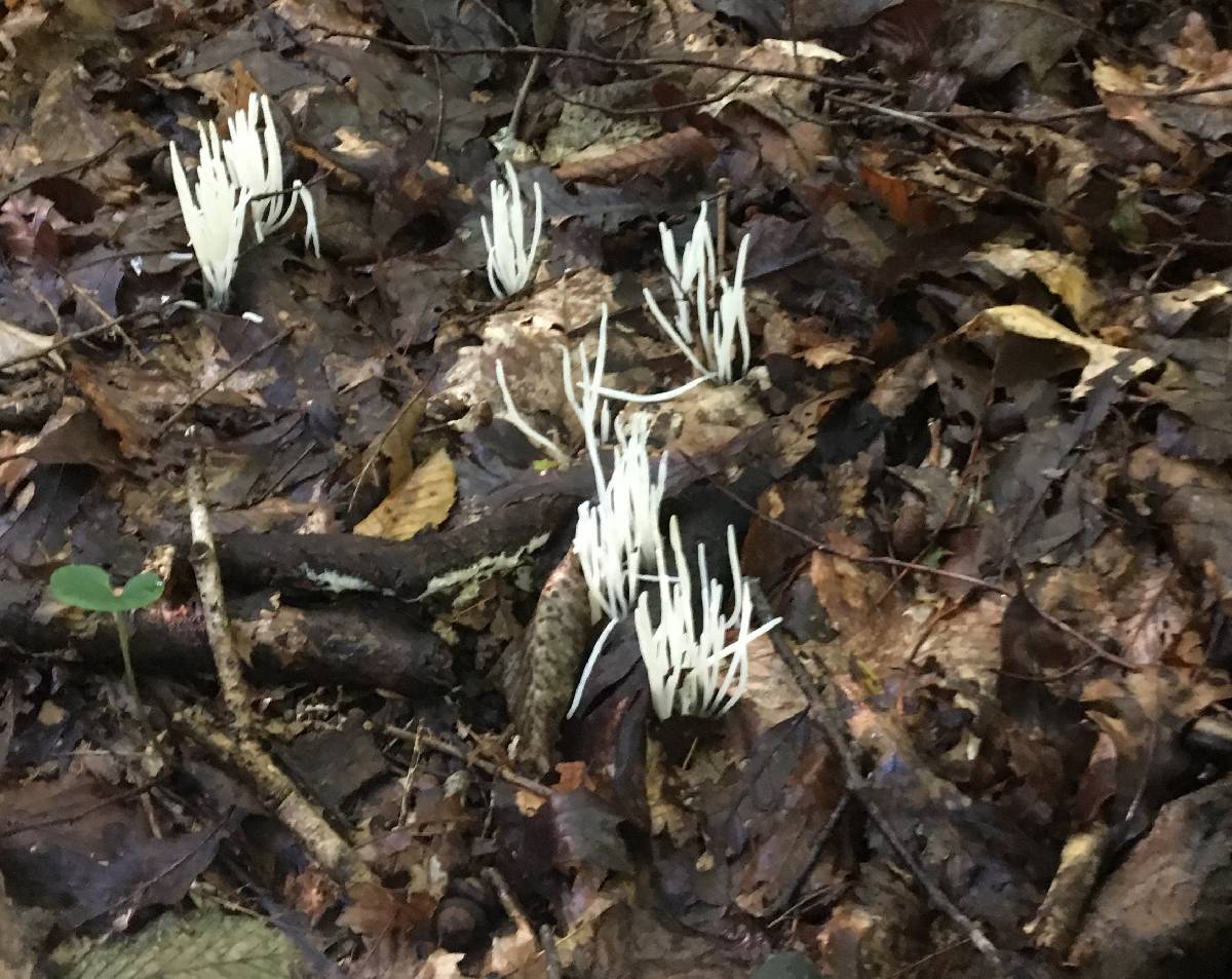 Clavaria vermiculata image